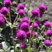 Gomphrena globosa Las Vegas series