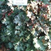 Heuchera Stormy Seas