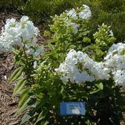 Phlox paniculata David