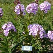 Phlox paniculata Laura