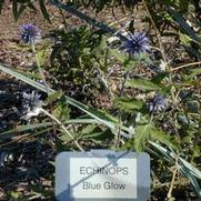 Echinops bannaticus Blue Glow