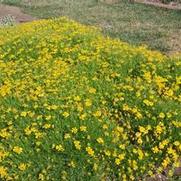 Helenium amarum Dakota Gold