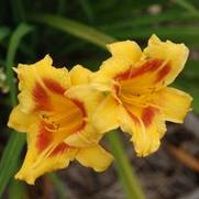 Hemerocallis x Black Eyed Stella