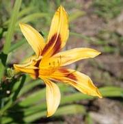 Hemerocallis x Bonanza