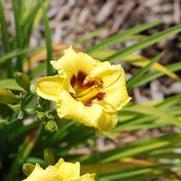 Hemerocallis x Bumble Bee