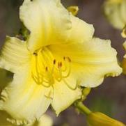 Hemerocallis x Butterpat