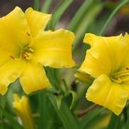 Hemerocallis x Eenie Weenie