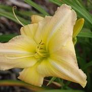 Hemerocallis x George Caleb Bingham