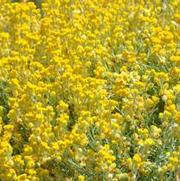 Helichrysum apiculatum Silver Leaf Yellow