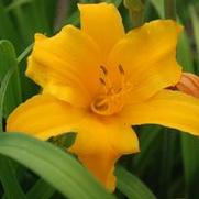 Hemerocallis x Gertrude Condon