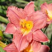 Hemerocallis x Hawaiian Party Dress