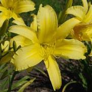 Hemerocallis x Hyperion