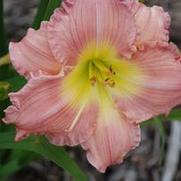 Hemerocallis x Jolyene Nichole