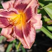 Hemerocallis x Just Plum Happy