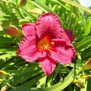 Hemerocallis x Little Business