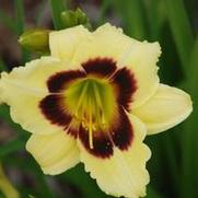 Hemerocallis x Little Gypsy Vagabond