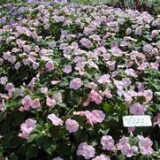 Impatiens walleriana Accent™ Coral