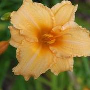 Hemerocallis x Louise Manelis