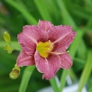 Hemerocallis x Mauna Loa