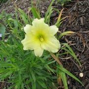 Hemerocallis x May May