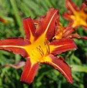 Hemerocallis x Ming Toy