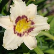 Hemerocallis x Pandora's Box