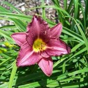 Hemerocallis x Raspberry Pixie