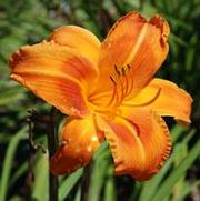 Hemerocallis x Rocket City