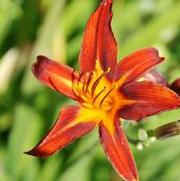 Hemerocallis x Rosie Meyer