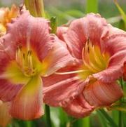 Hemerocallis x Rosy Returns