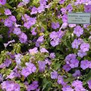 Impatiens walleriana Accent™ Lavender Blue