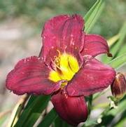 Hemerocallis x Royal Occasion