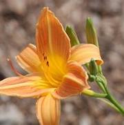 Hemerocallis x Salmon Sheen