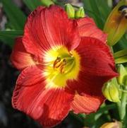 Hemerocallis x Scarlet Orbit