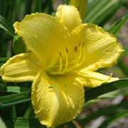 Hemerocallis x Scentual Sundance