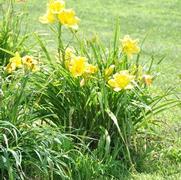 Hemerocallis x Siloam Space Age