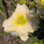 Hemerocallis x Sounds of Silence