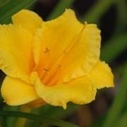 Hemerocallis x Stella DeOro