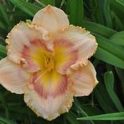 Hemerocallis x When My Sweetheart Returns