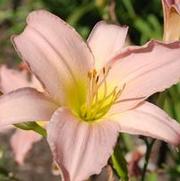 Hemerocallis x Winsome Lady