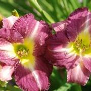 Hemerocallis x Woodside Amethyst