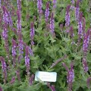 Salvia nemorosa Amethyst