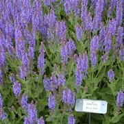 Salvia nemorosa Blue Hill