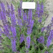 Salvia nemorosa May Night