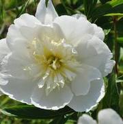 Paeonia lactiflora Bu-Te