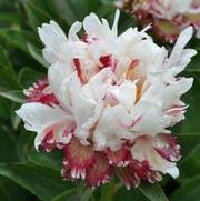 Paeonia lactiflora Cactus Jack