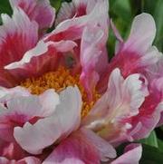 Paeonia lactiflora Carousel Frolic