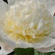 Paeonia lactiflora Charlie's White