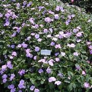 Impatiens walleriana Super Elfin XP Blue Pearl