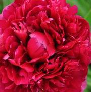 Paeonia lactiflora Felix Supreme